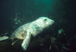 Seal pup, Farne Islands, Northumbria.
F90X,20mm by Mark Thomas 
